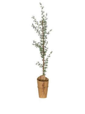 Ib Laursen - 2776-00 Cedartree in Pot