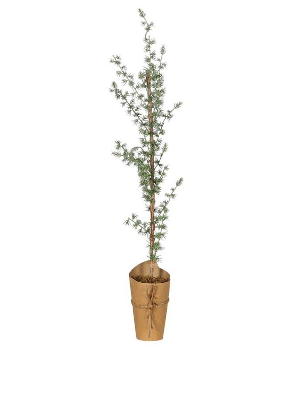 Ib Laursen - 2776-00 Cedartree in Pot