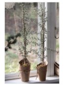 Ib Laursen - 2776-00 Cedartree in Pot