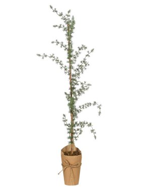 Ib Laursen - 2777-00 Cedartree in Pot