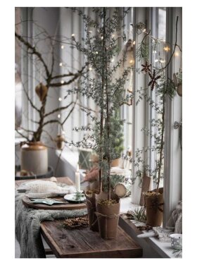 Ib Laursen - 2777-00 Cedartree in Pot