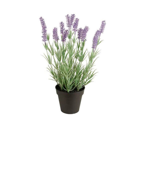 Ib Laursen - Lavender In Pot