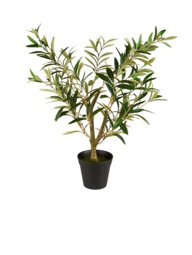 Ib Laursen - 9895-00 Olive Bush In Pot