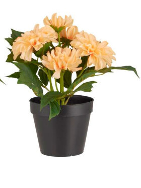 Ib Laursen - Dahlia Flowers