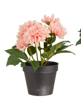 Ib Laursen - Dahlia Flowers