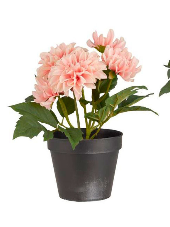 Ib Laursen - Dahlia Flowers