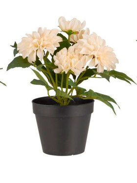 Ib Laursen - Dahlia Flowers