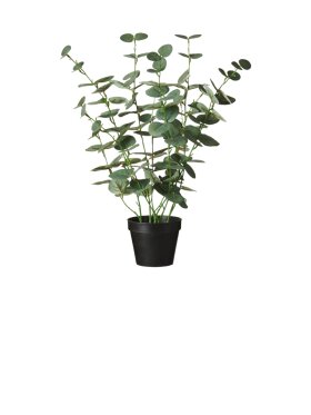Ib Laursen - 9882-00 Eucalyptus in pot