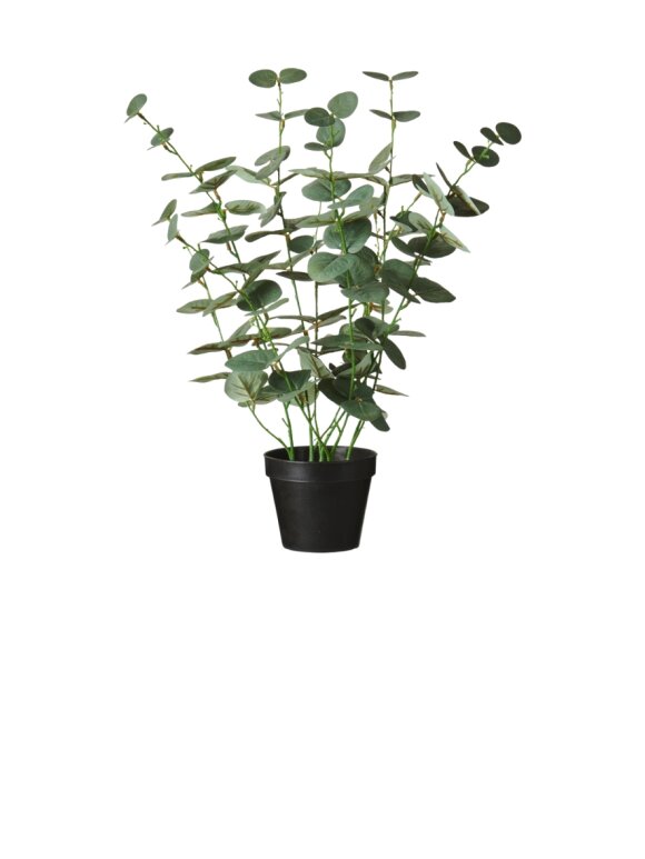 Ib Laursen - 9882-00 Eucalyptus in pot